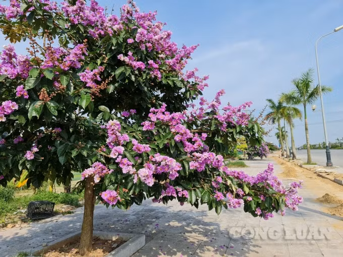 Cây hoa bằng lăng có tán cây rộng, dày, lá đan xen vào nhau có màu xanh, dài từ 8-15cm, rộng từ 3-7cm, có hình oval hoặc elip. Chính vì thế nó được trồng là cây bóng mát tại những công trình trọng điểm, chung cư, công viên, đường phố… Đồng thời với màu sắc hoa đẹp, ấn tượng cây còn được trồng làm cây trang trí.