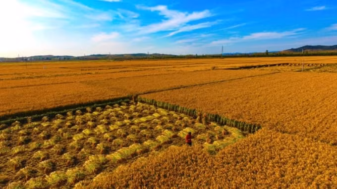 Nông dân địa phương thu hoạch lúa chín ở Đại Liên, tỉnh Liêu Ninh, đông bắc Trung Quốc: Đông Bắc là chìa khóa cho an ninh lương thực của Trung Quốc - Ảnh: Imaginechina / AP