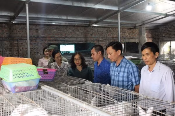 Bà Nguyễn Thị Kim Anh&nbsp; (thứ tư từ phải) thăm điểm trình diễn mô hình liên kết nuôi thỏ New Zealand. Ảnh:&nbsp;TL.