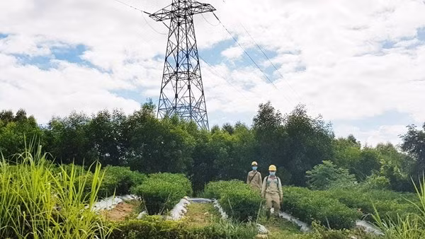 Đội Truyền tải điện Quy Nhơn (TTĐ Bình Định) tuần tra, kiểm tra đường dây 220kV Pleiku2 - Phước An.