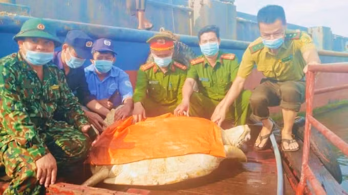 Cá thể rùa quý hiếm được lực lượng chức năng thả về với biển