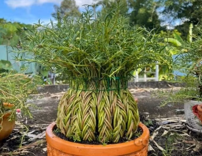 Tác phẩm bonsai hoa mười giờ độc đáo của chị Thảo