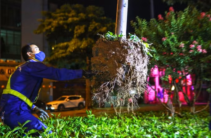 Sau một thời gian trồng thử nghiệm, cây không thích nghi được với điều kiện khí hậu của Hà Nội. Có 45 cây đã chết, các cây còn sống nhưng sinh trưởng, phát triển kém.