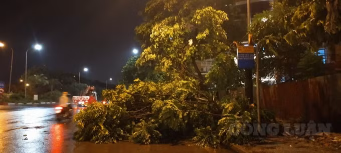 Cây lớn bị đổ ở Đại Lộ Thăng Long. (Ảnh: Quang Hùng)