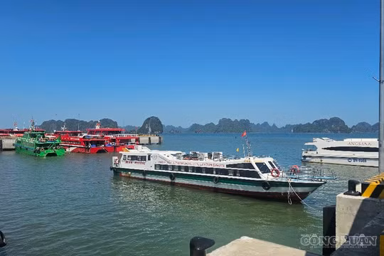 Muốn hút 'đại bàng', đặc khu kinh tế Việt Nam cần nhiều hơn các ưu đãi 