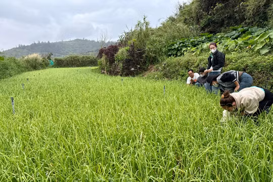 Nông sản trên đảo Lý Sơn vượt biển tìm đầu ra, doanh nghiệp oằn mình gánh chi phí