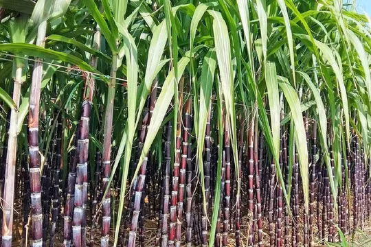 Bộ Công Thương: Ngành đường trong nước ghi nhận sự phục hồi rõ nét