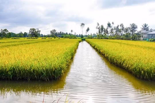 HoREA đề xuất 'nới lỏng' việc chuyển đất lúa sang cây trồng, nuôi thủy sản