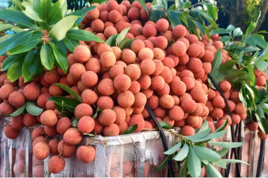 Chống ùn tắc cửa khẩu, mở đường sắt - hàng không cho vải thiều xuất khẩu