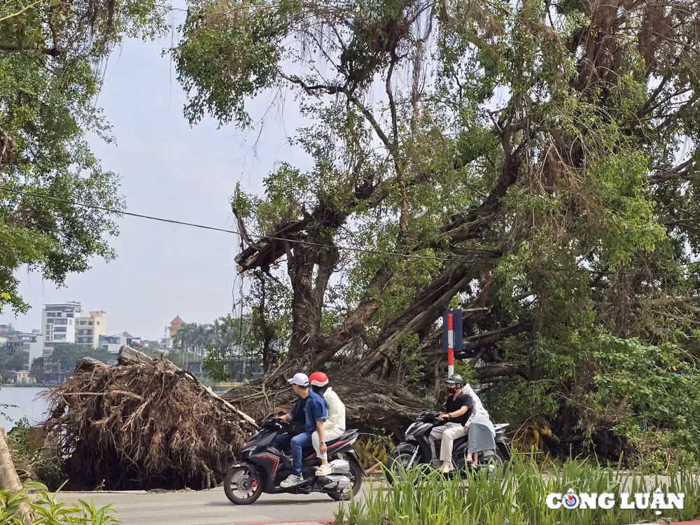 gan 1 tuan sau bao yagi ha noi van ngon ngang cay do tai nhieu tuyen pho hinh 1