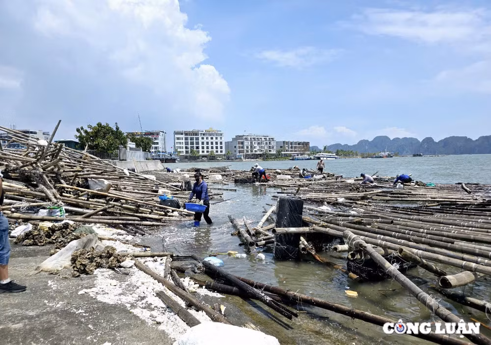 quang ninh dieu tra nghiem tri doi tuong thu gom phao nhua vat tu khong phai cua minh hinh 1