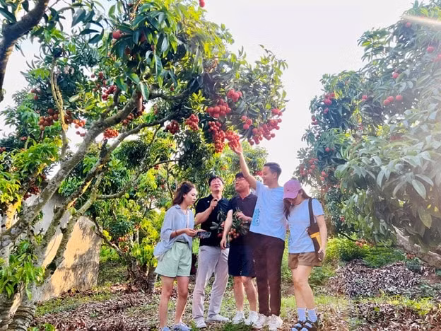 dich vu tham quan hai vai tai vuon thu hut khach du lich dip mua vai chin ro hinh 3