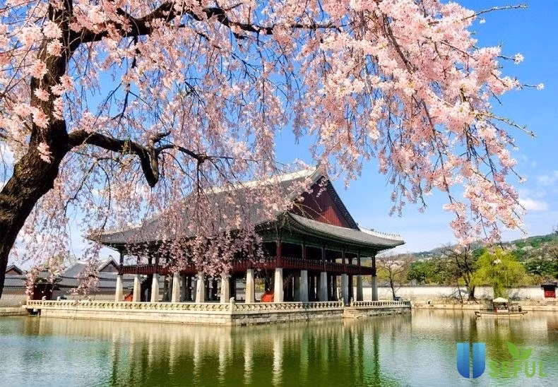 mo tour du lich han quoc mien visa khoi hanh tu da lat hinh 1
