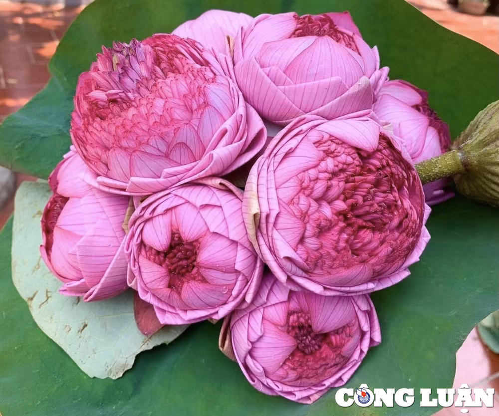 tung co gia gan nua trieu dong bo nay hoa sen ngan canh rot gia manh hinh 1