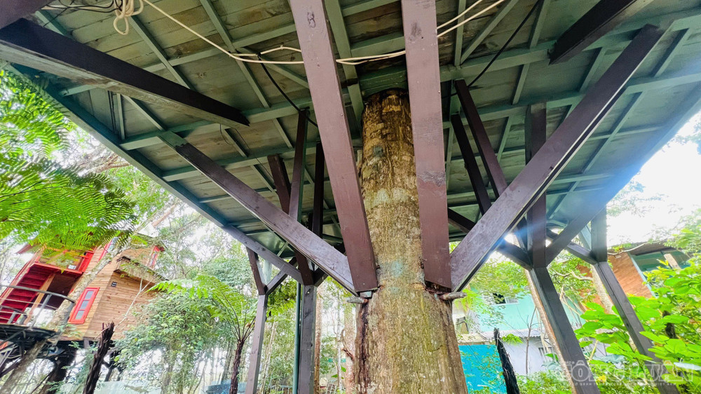 Những căn nhà được xây dựng trên thân cây cổ thụ hoặc hệ thống cột gỗ cao, nằm ẩn dưới những tán cây xanh clo_br_1790580723193-2146614995054802874-2066533862970347997-1f30a7d5249b9bfd7865dda1d019e053.jpg