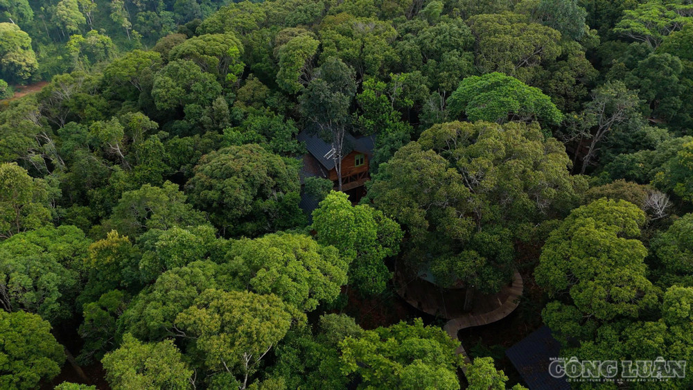 Măng Đen Treehouse Village nằm giữa cánh rừng nguyên sinh xã Măng Đen clo_br_1790581152028-2146614995054802874-2066533862970347997-6963bc3450a2c838bd225d14cad45595.jpg
