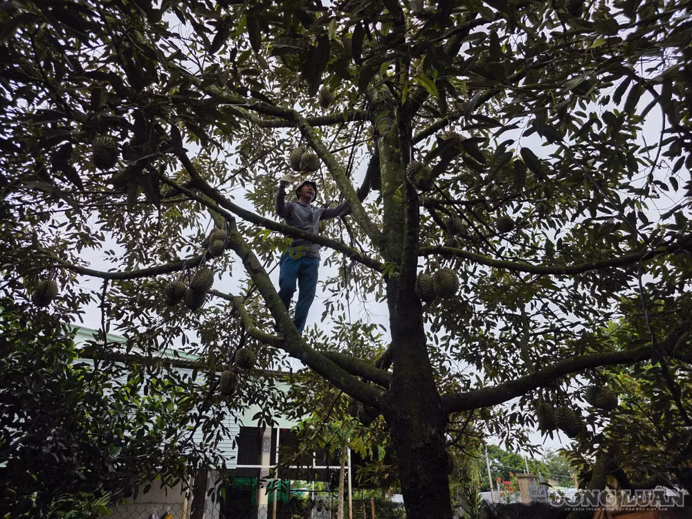 clo_br_1784330747687-7020462797444541469-7020462797444541469-e390d656212907e9f115fa92014e553f.jpg
