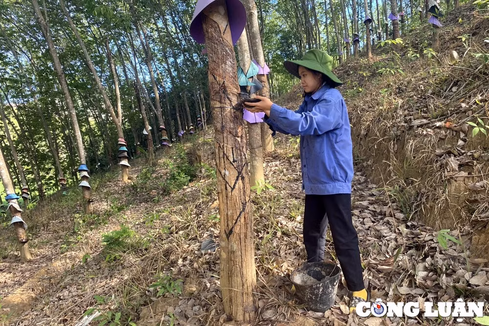 kon tum xuc dong canh hai me song tam trong can choi ton sat chuong bo hinh 2