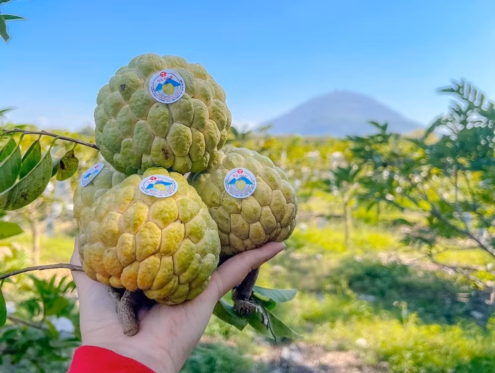 tay ninh gan phat trien san pham truyen thong voi phat trien du lich hinh 1