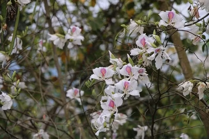 dien bien san sang khai hoi hoa ban hinh 3