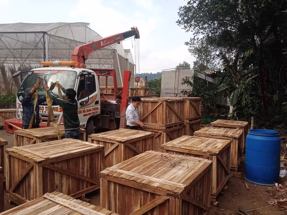 lao cai xuat khau lo san pham dau dua ngam muoi dau tien sang nhat ban hinh 3