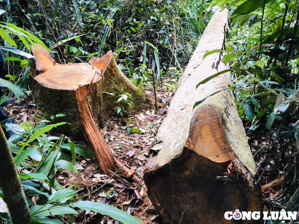 gia lai nan pha rung dien bien phuc tap o kbang hinh 7