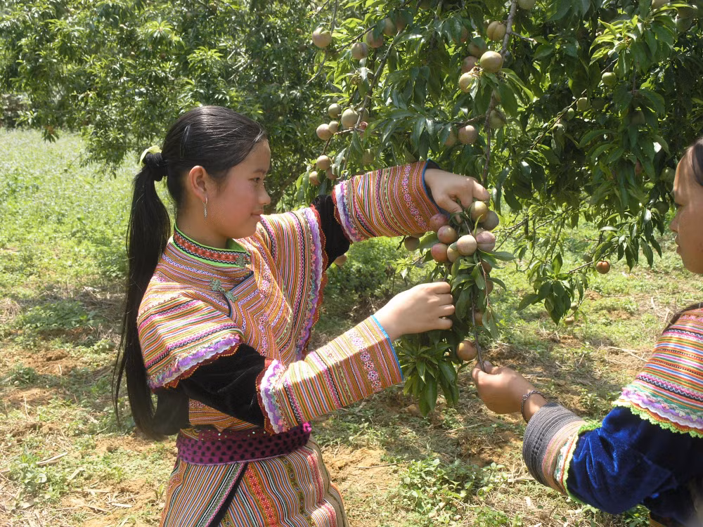 man tam hoa bac ha dat khach dip tet doan ngo hinh 2