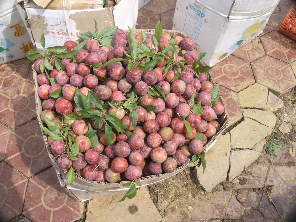 man tam hoa bac ha dat khach dip tet doan ngo hinh 1