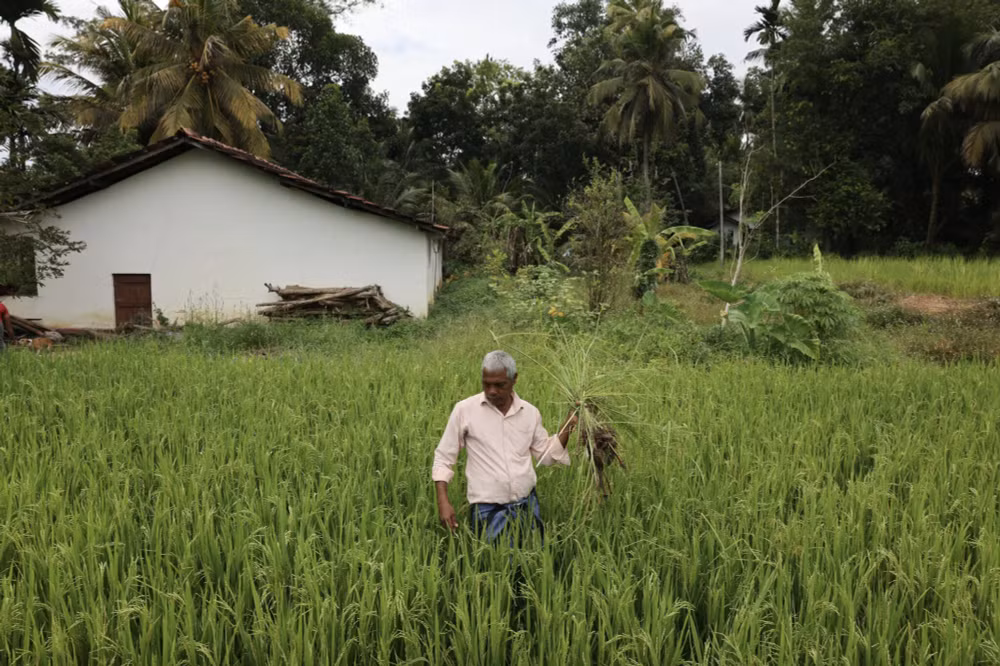 nen kinh te sri lanka qua giai doan nguy kich van dang tung quan hinh 4