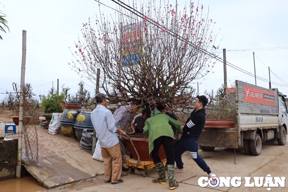 dich vu cham soc dao canh sau tet dat khach hinh 2