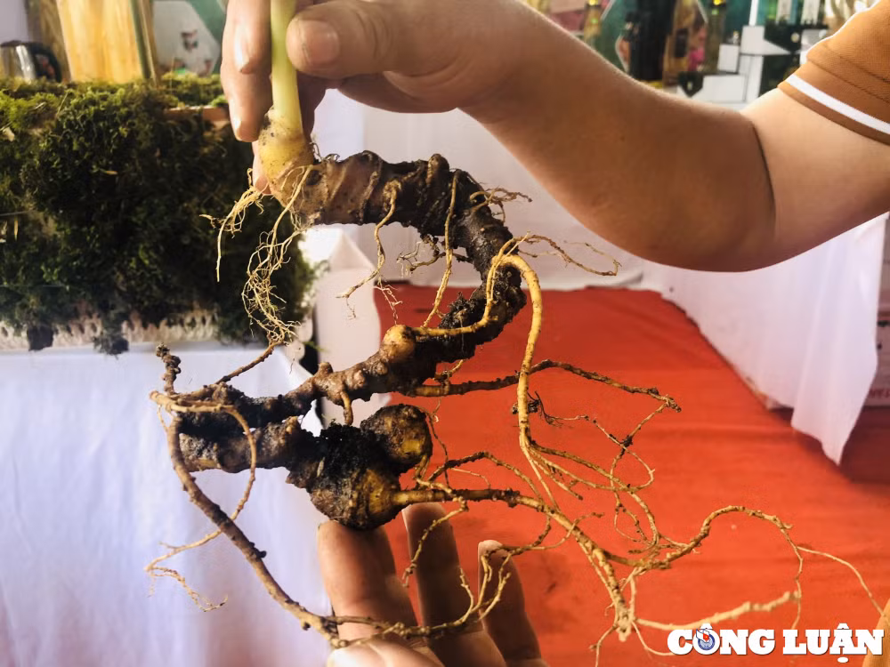 diem mat nhung cu sam khung tai phien cho sam ngoc linh lan 2 hinh 7