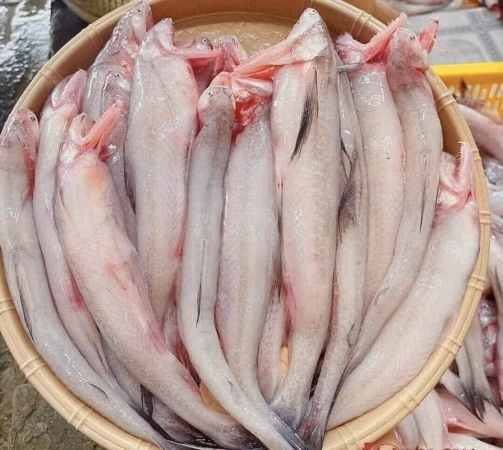 hon nua trieu dong mot kg ca khoai tieu thuong thu loi tien trieu moi ngay hinh 1