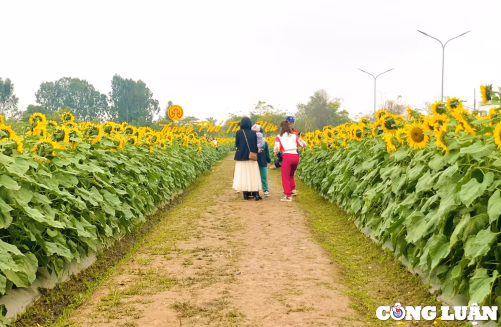 gioi tre hai duong dua nhau check in tai vuon hoa huong duong khong lo hinh 12
