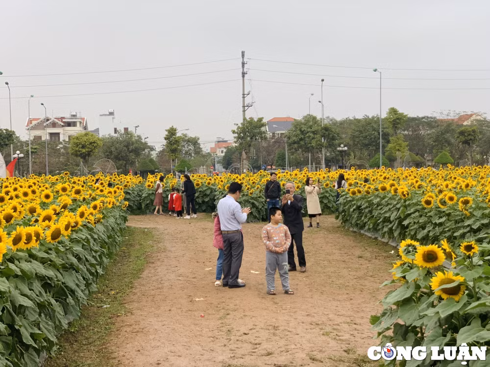 gioi tre hai duong dua nhau check in tai vuon hoa huong duong khong lo hinh 16