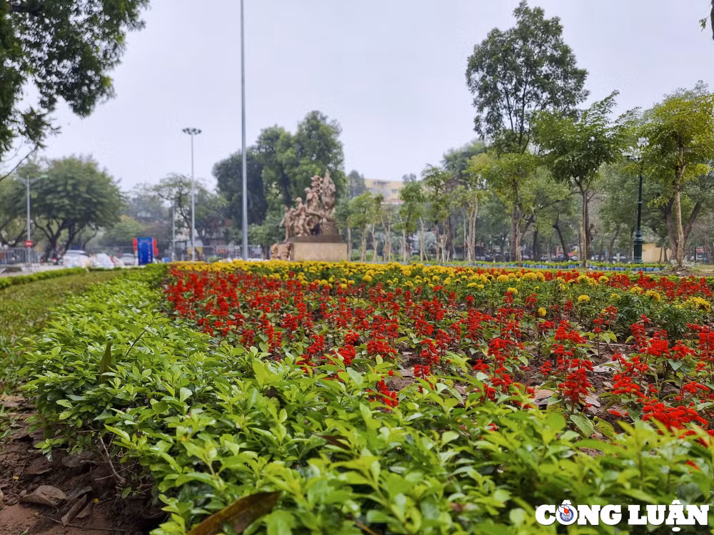 trong 10000 cay hoa hong vao vi tri pha hang rao tai cong vien thong nhat hinh 7