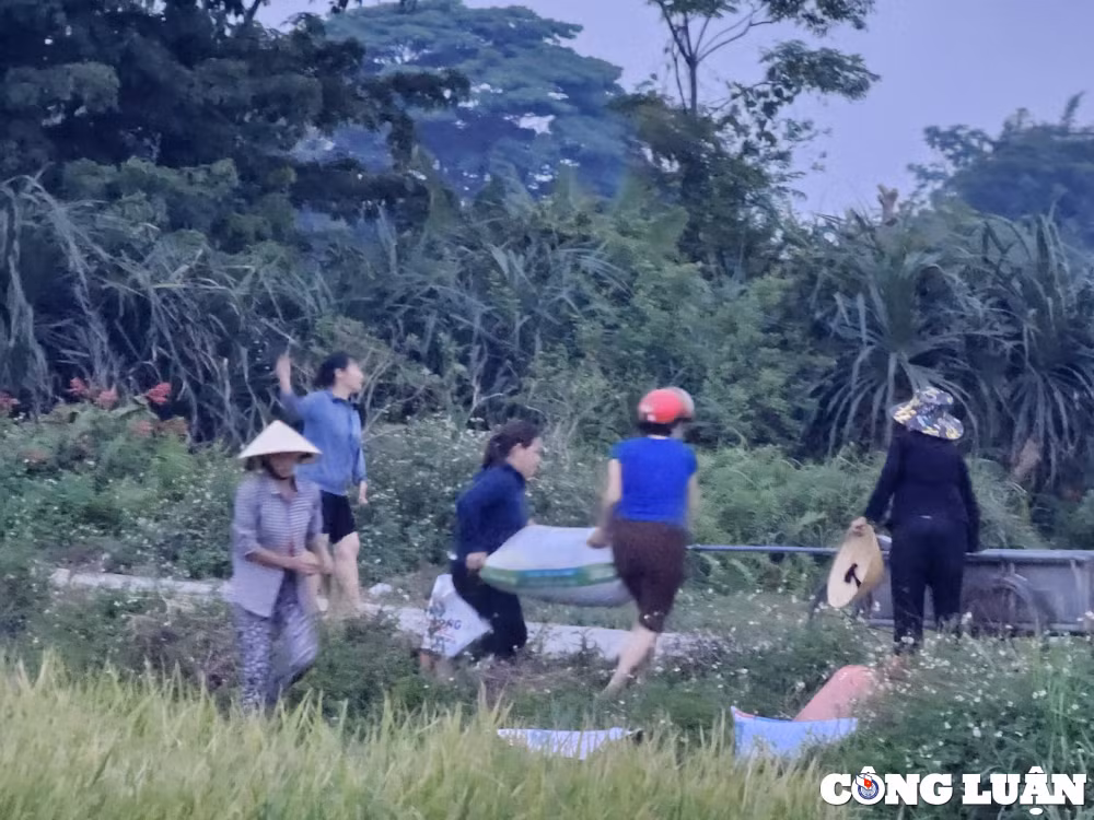 tranh nang nong nhieu nong dan ra dong gat lua khi chieu muon hinh 3