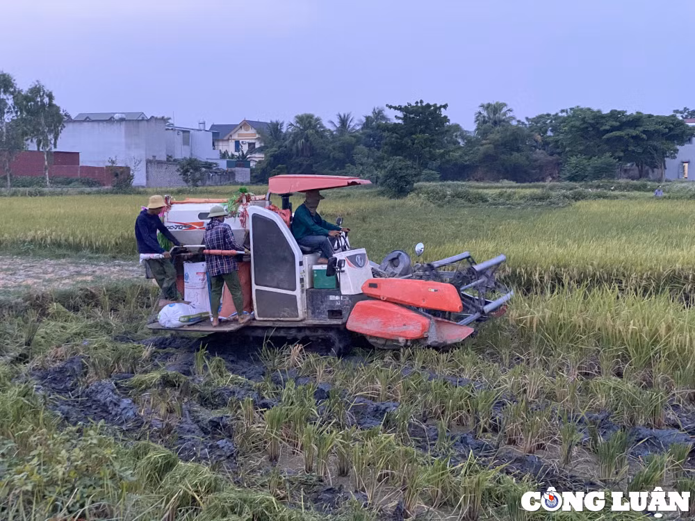 tranh nang nong nhieu nong dan ra dong gat lua khi chieu muon hinh 1
