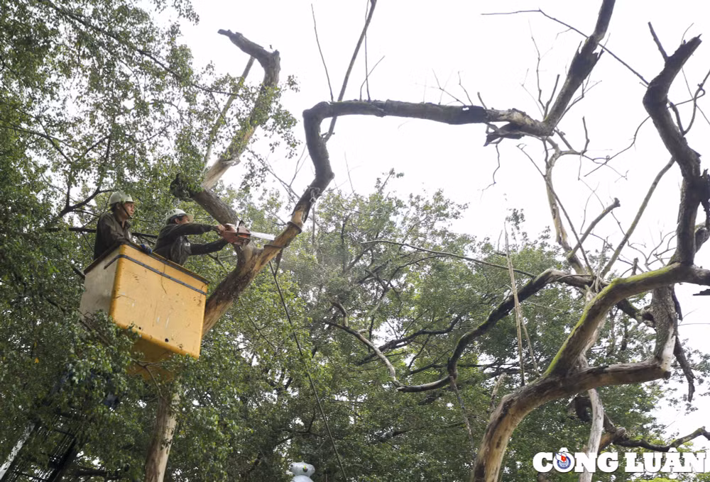 ha noi 3 cay sua do quy hiem da chet kho bi chat ha ben ho guom hinh 3