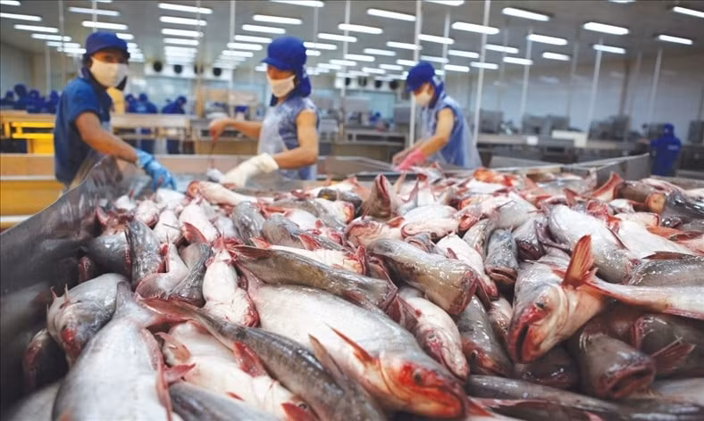 Bộ Nông nghiệp và Phát triển Nông thôn dự kiến xuất khẩu cá tra năm 2019 sẽ đạt 2,3 tỷ USD (Ảnh minh họa)