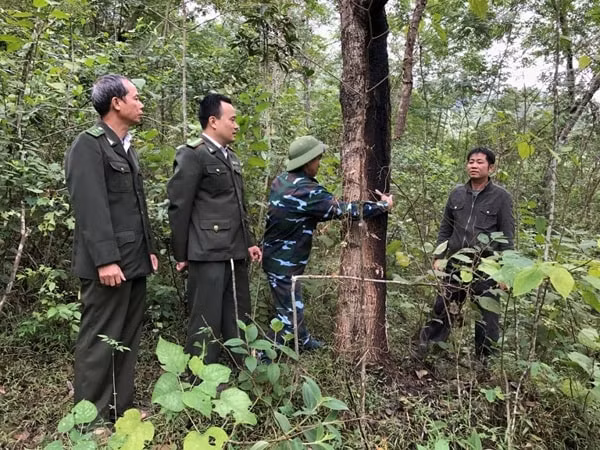 Lực lượng kiểm lâm thực hiện công tác kiểm tra, bảo vệ rừng. Ảnh minh họa