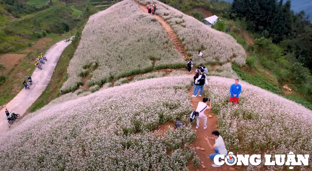 ru nhau ve ha giang ngam hoa tam giac mach hinh 1