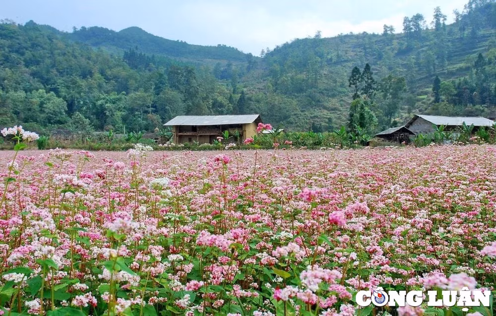 ru nhau ve ha giang ngam hoa tam giac mach hinh 2