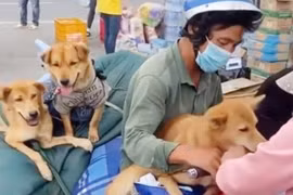 Cà Mau: Tiêu hủy đàn chó do áp lực phòng chống dịch và người dân?