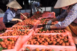 Cần tháo gỡ vướng mắc trong vận chuyển nông sản