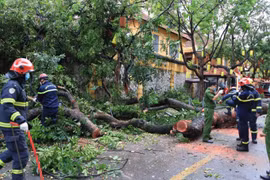 Hà Nội: Cây cổ thụ bật gốc, chắn ngang đường Hoả Lò