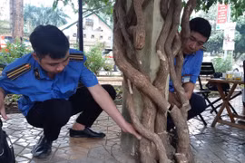 Đắk Lắk: Yêu cầu Công an điều tra xử lý vụ giàn hoa giấy cổ thụ bị cưa hạ
