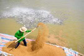Ngành thuỷ sản đang đối mặt với sức cạnh tranh giảm