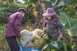 Lào Cai: Tiếp tục xuất khẩu chuối quả tươi sang thị trường Trung Quốc
