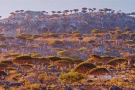 Socotra - vẻ đẹp siêu thực của đảo cây huyết rồng