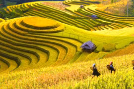 Ngắm mùa lúa chín vàng óng, yên bình giữa mùa dịch ở Sapa
